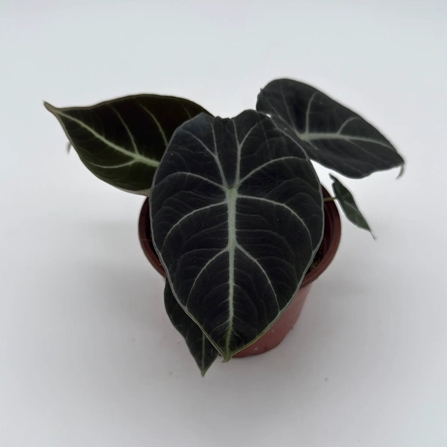 Alocasia Black Velvet plant in a pot with dark velvety leaves and pale veins RUNOPLANTS on Tampa Home & Garden Store