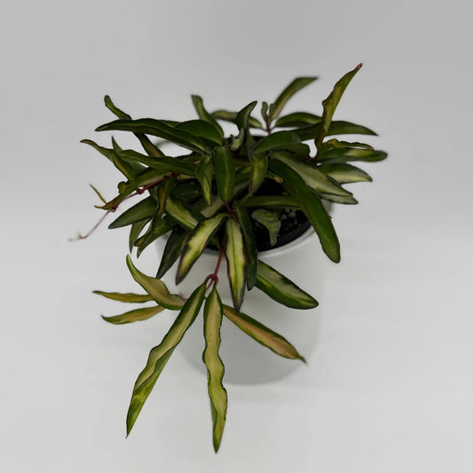 Mystery Hoya bundle box of three plants with variegated narrow leaves and cream margins on Tampa Home & Garden Store
