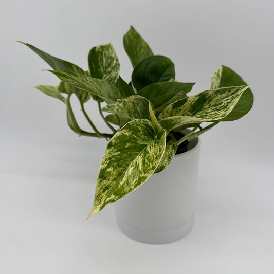 Pothos Mystery Bundle Box variegated pothos plant in white pot on Tampa Home & Garden Store