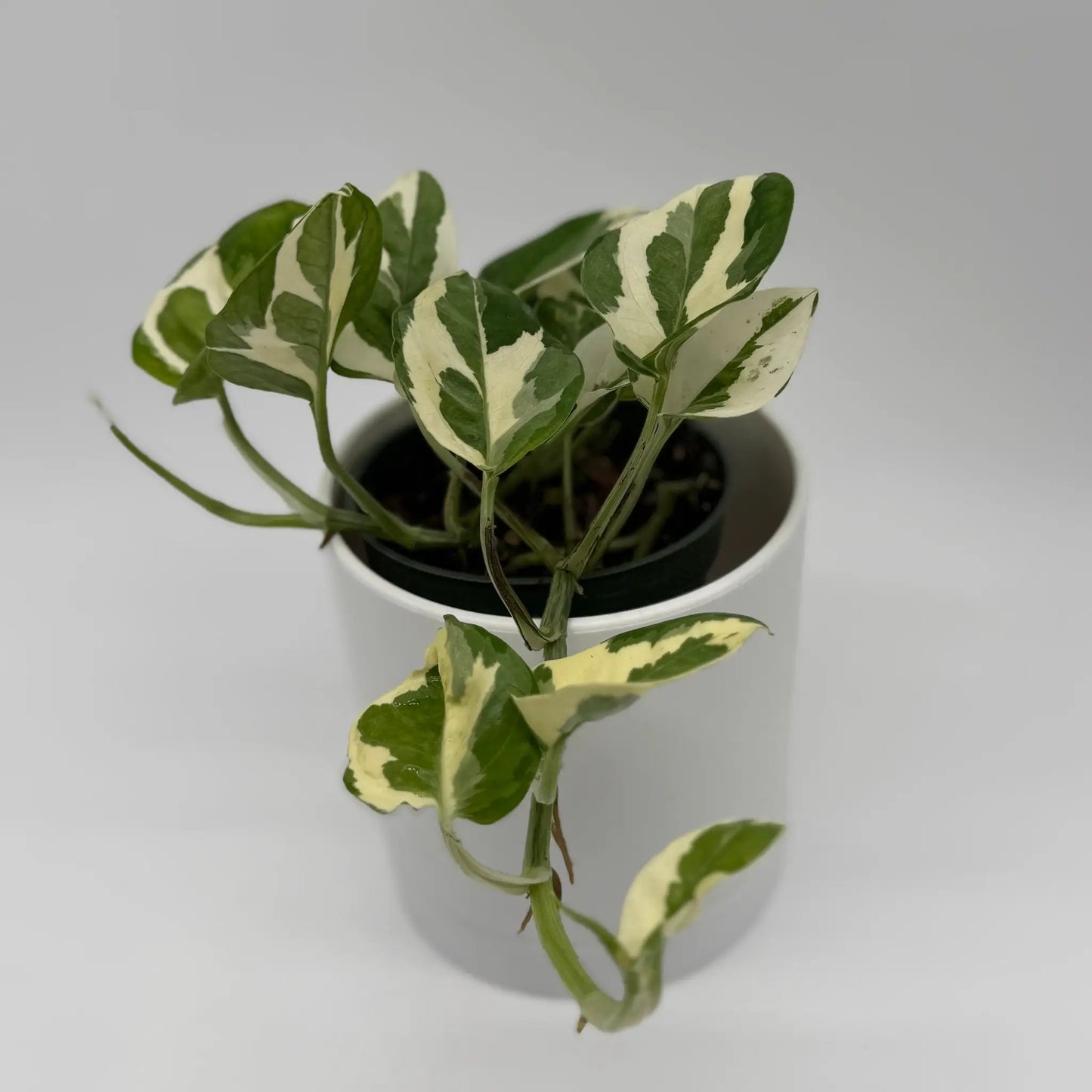 Pothos Mystery Bundle Box - 3 Pothos Plants - Tampa Home & Garden Store