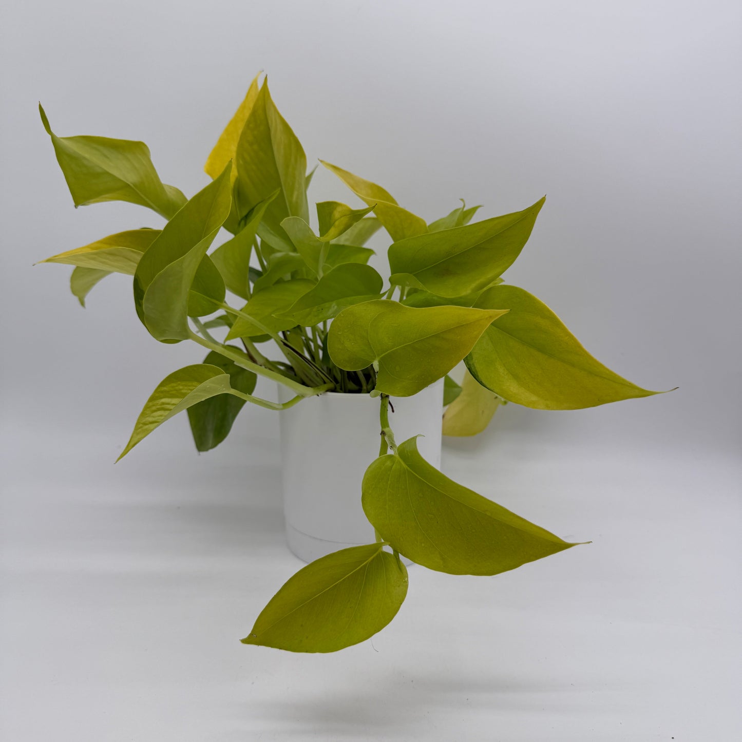 Pothos Neon - Tampa Home & Garden Store
