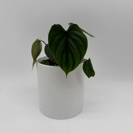 Philodendron Plowmanii potted houseplant with dark green leaves in white pot on Tampa Home & Garden Store