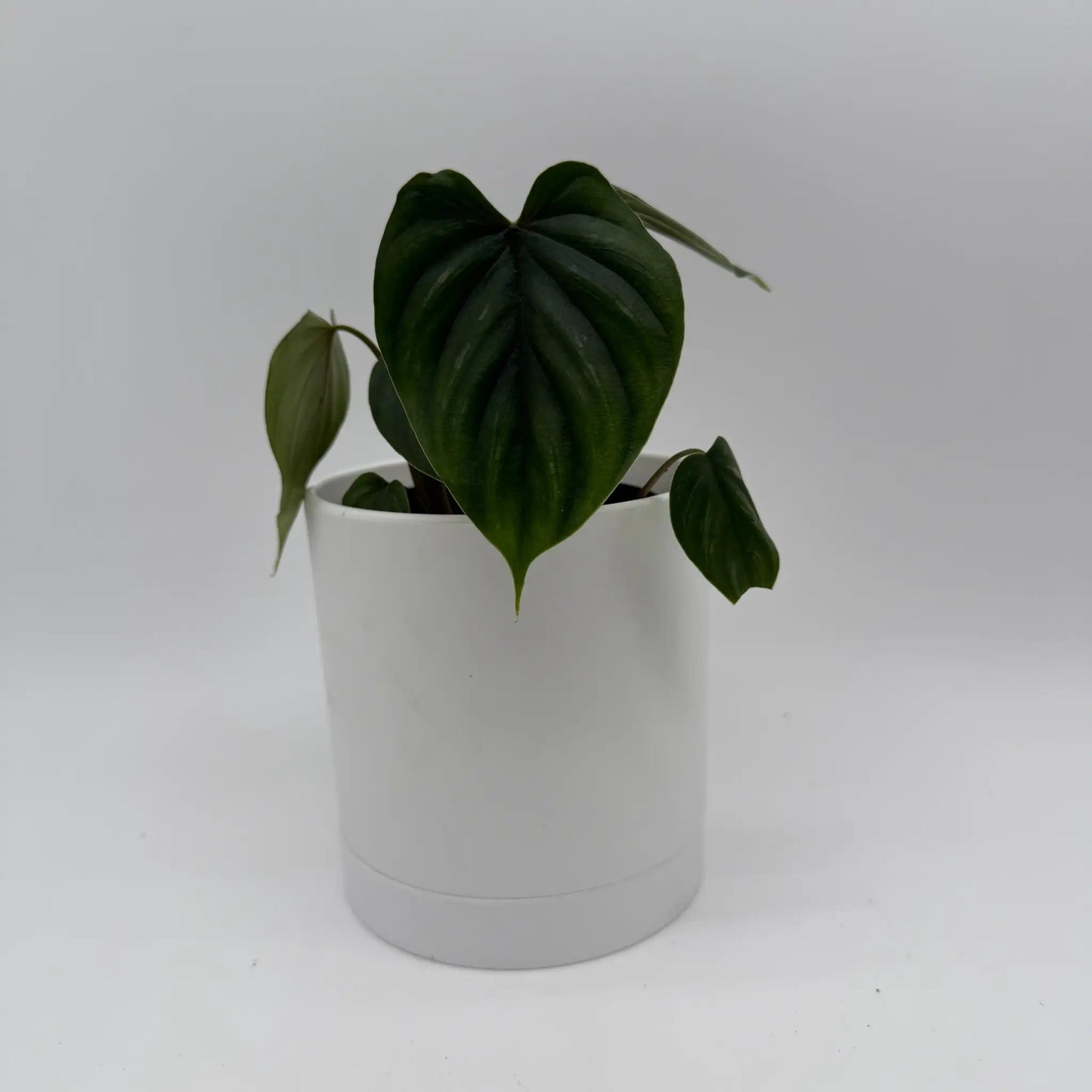 Philodendron Plowmanii - Tampa Home & Garden Store