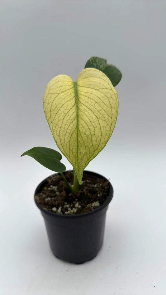 Monstera Mint Variegated Plant with cream marble leaf in pot RUNOPLANTS potted houseplant on Tampa Home & Garden Store