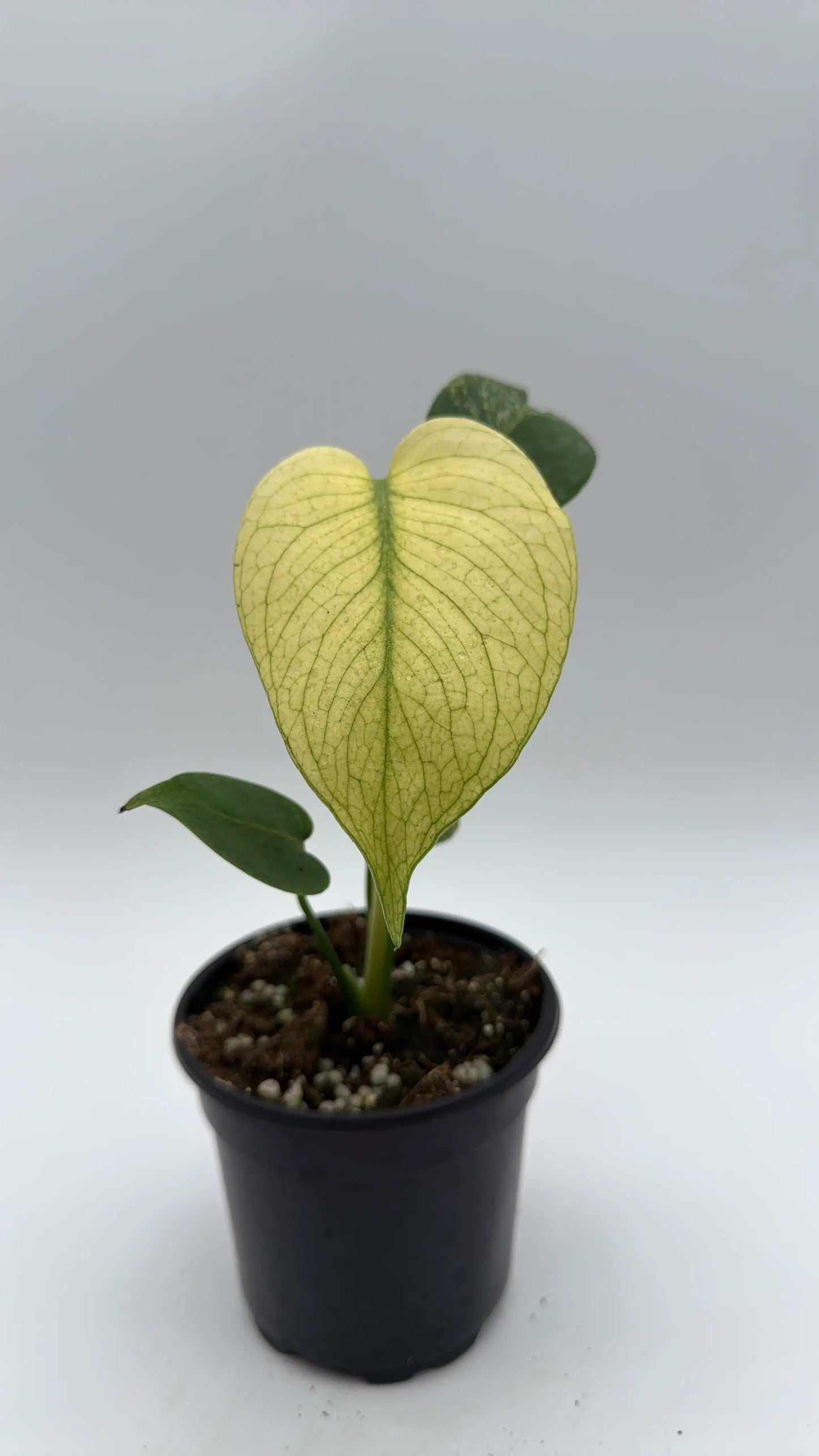 Monstera Mint Variegated plant with cream marble leaf and yellow veins in pot on Tampa Home & Garden Store