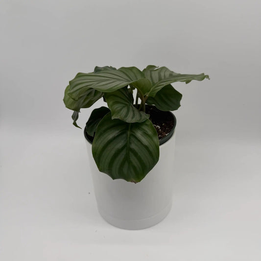 Calathea Orbifolia plant with silvery stripes in white pot on Tampa Home & Garden Store