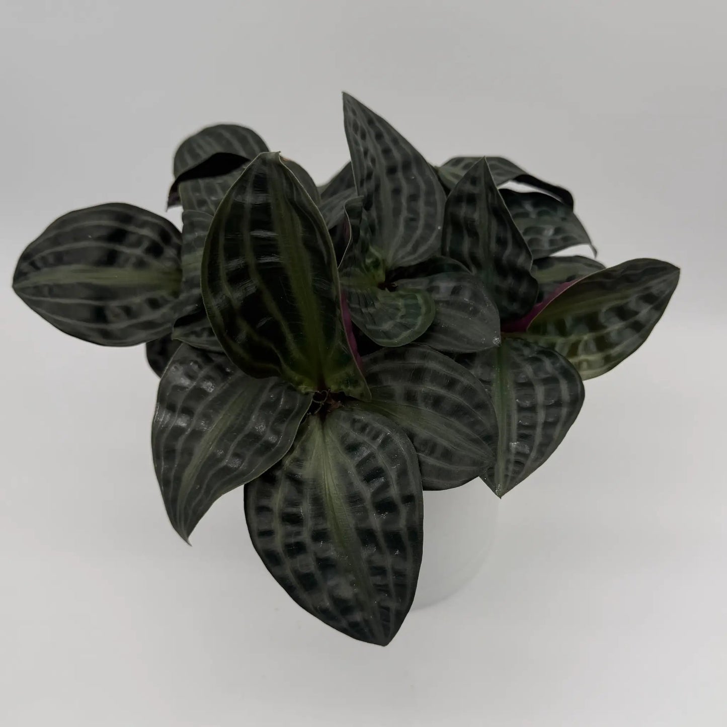 Geogenanthus poeppigii tropical houseplant with glossy dark green leaves and striped veins on Tampa Home & Garden Store
