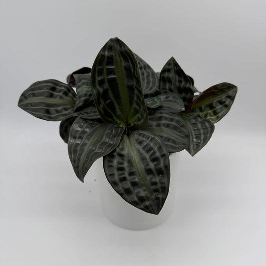 Geogenanthus poeppigii foliage plant with dark green glossy striped leaves in a white pot on Tampa Home & Garden Store