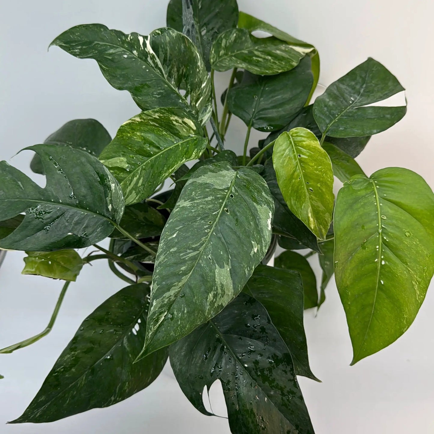 Epipremnum Pinnatum Albo Flame Climber
