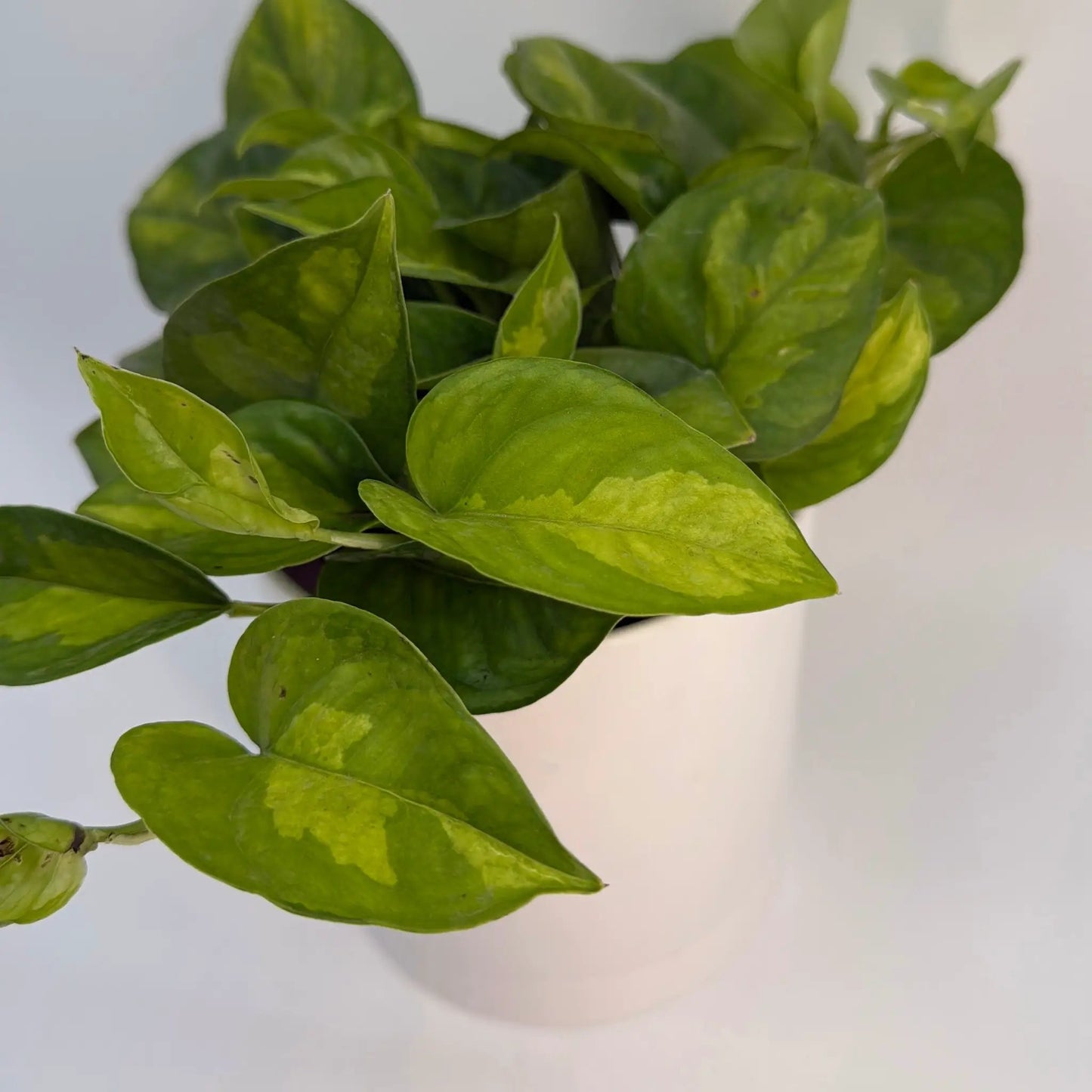 Pothos Lizard Queen plant with variegated leaves, RUNOPLANTS pothos houseplant on Tampa Home & Garden Store