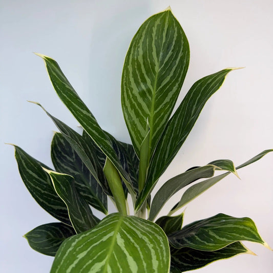 Aglaonema Night Sparkle plant with iridescent veins on variegated green leaves RUNOPLANTS on Tampa Home & Garden Store