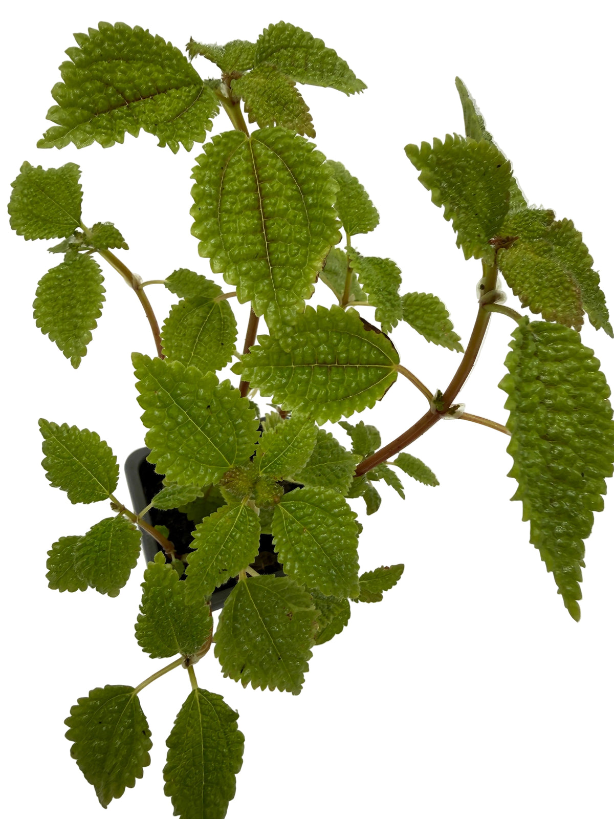 Pilea Moon Valley indoor plant with bright green crinkled leaves and reddish stems in a pot on Tampa Home & Garden Store