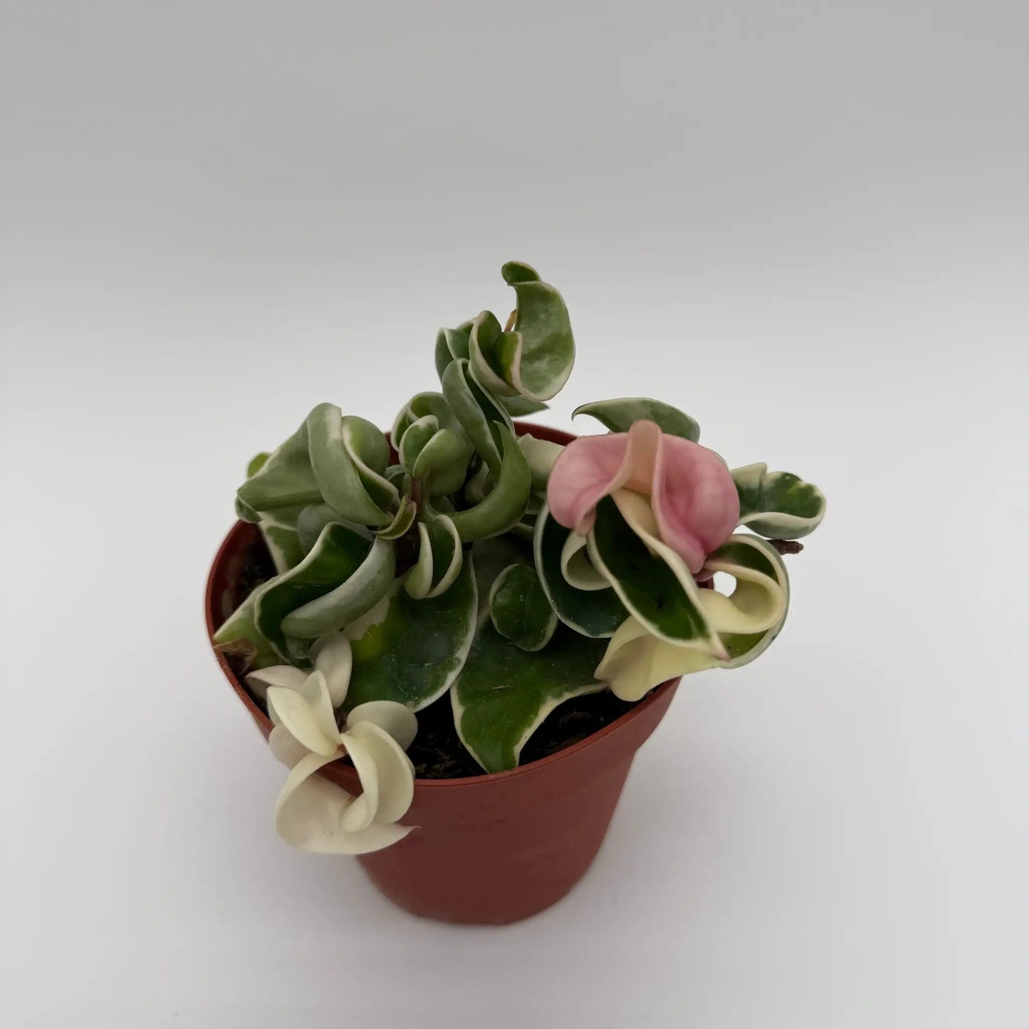 Variegated Hoya Compacta - Tampa Home & Garden Store