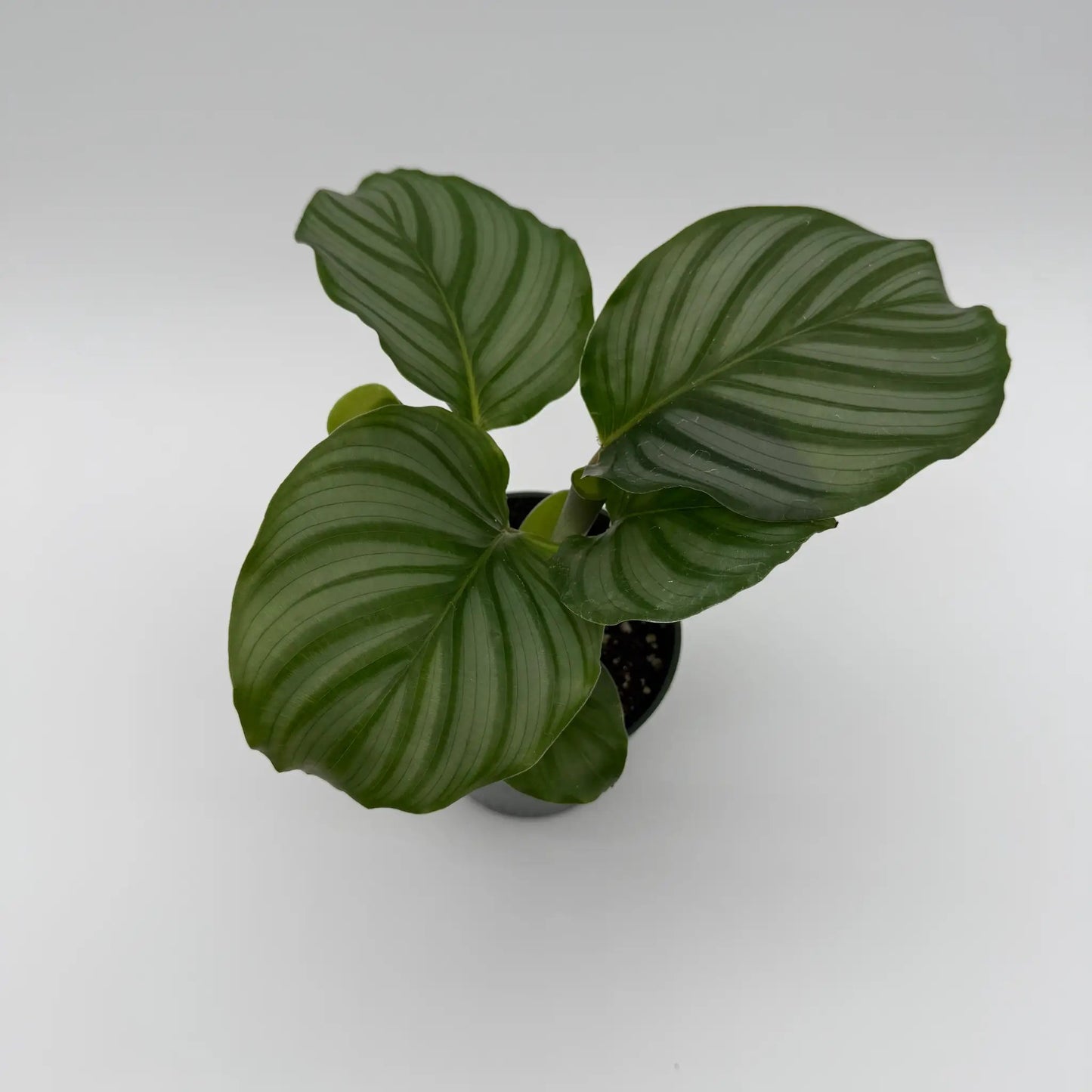 Calathea Orbifolia plant with silvery striped leaves in a pot, RUNOPLANTS potted houseplant on Tampa Home & Garden Store