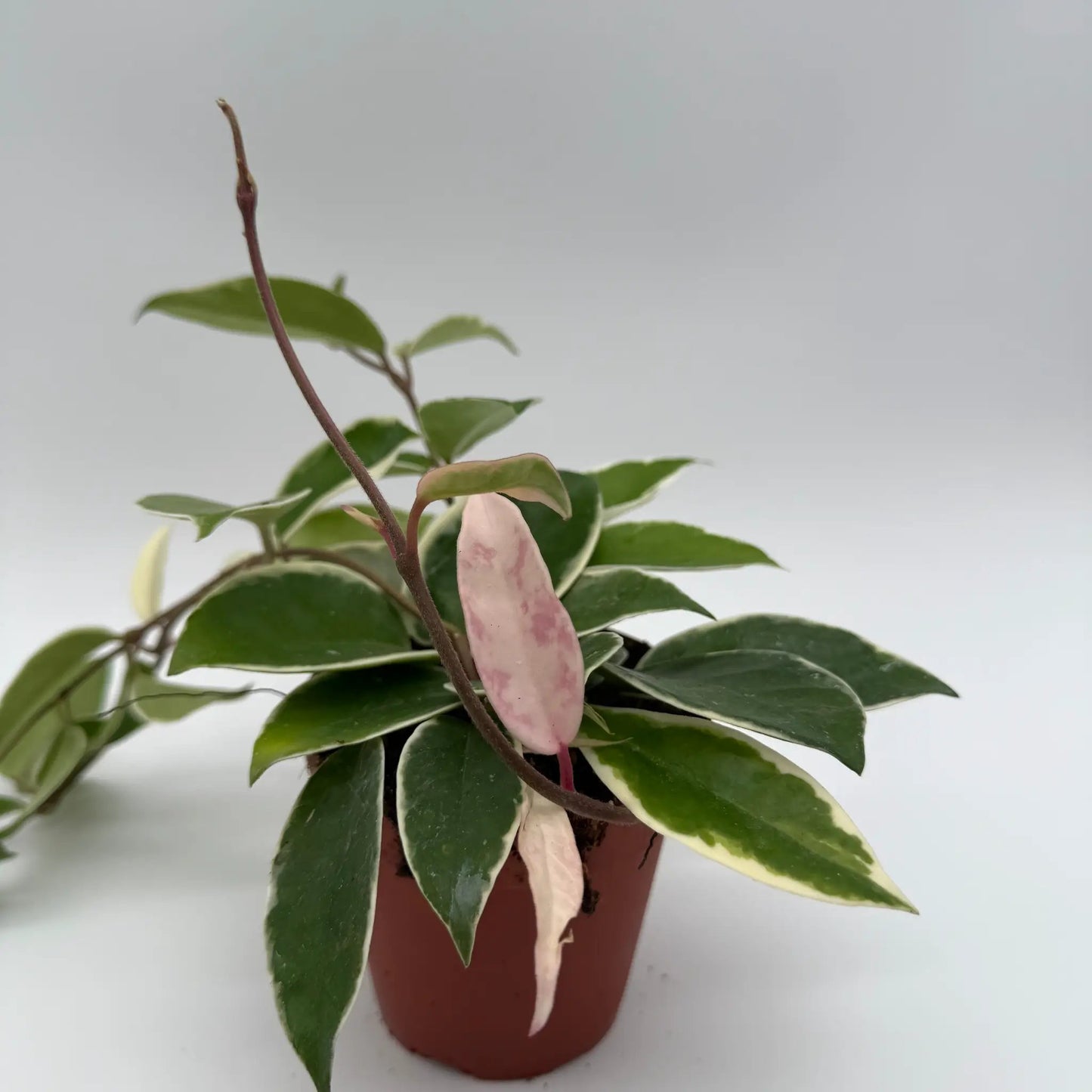 Hoya Krimson Queen Variegated Indoor Plant