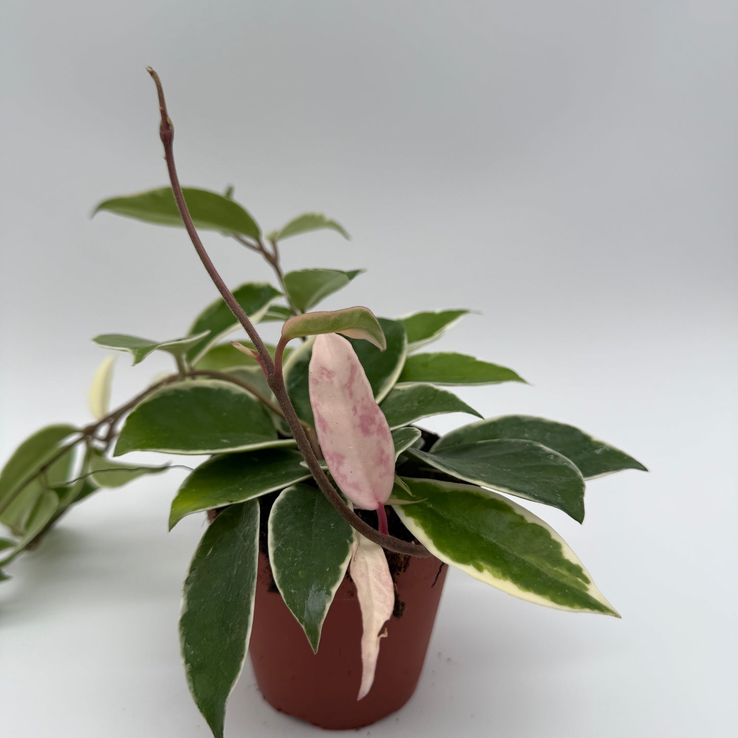 Hoya Krimson Queen Variegated Indoor Plant