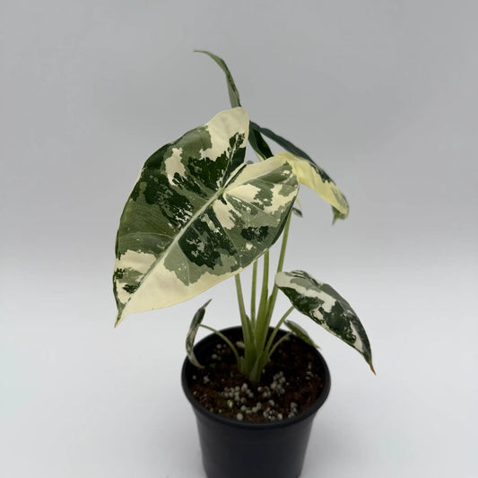 Alocasia Frydek variegated velvet leaves with cream-green variegation in a black pot on Tampa Home & Garden Store