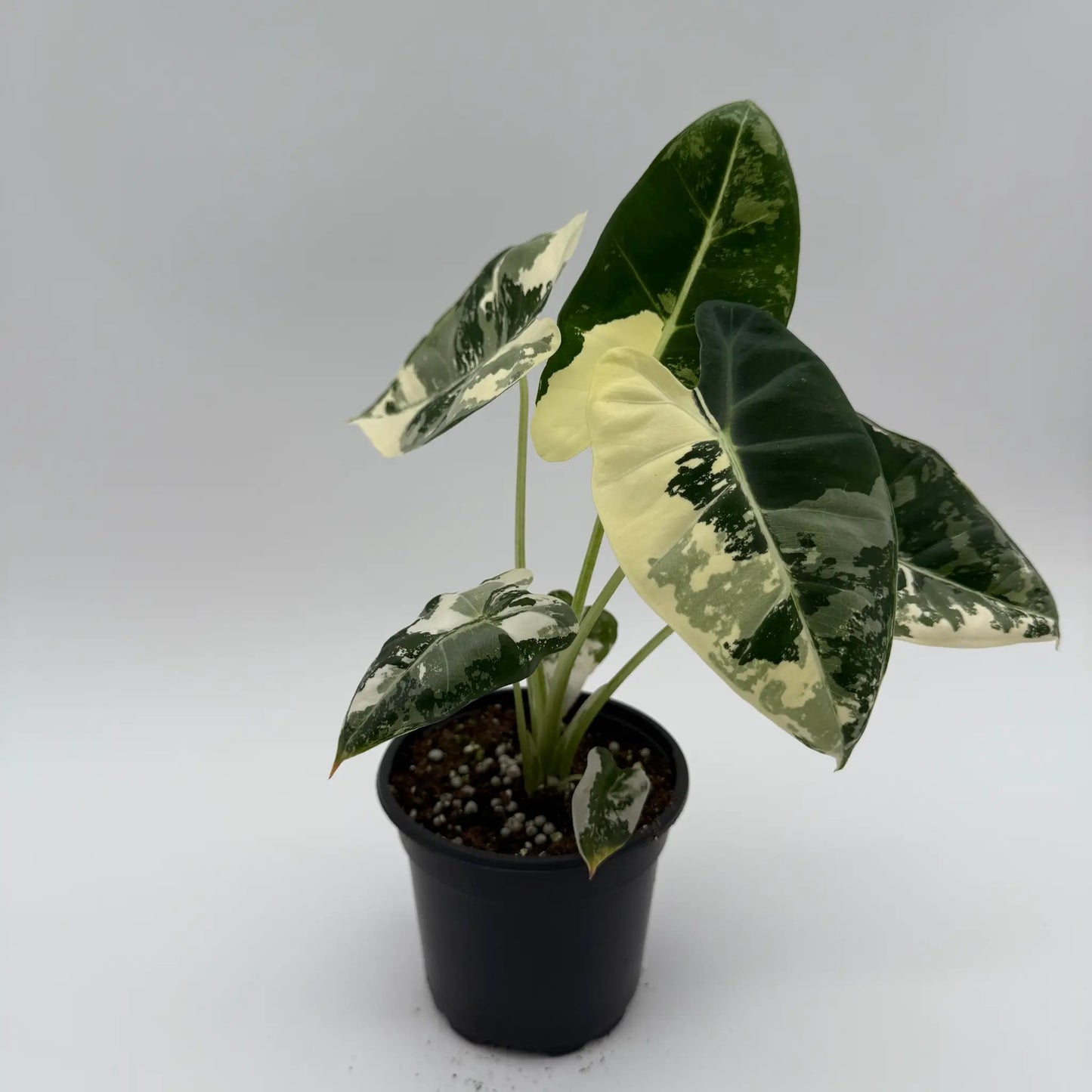 Variegated Alocasia Frydek - Tampa Home & Garden Store