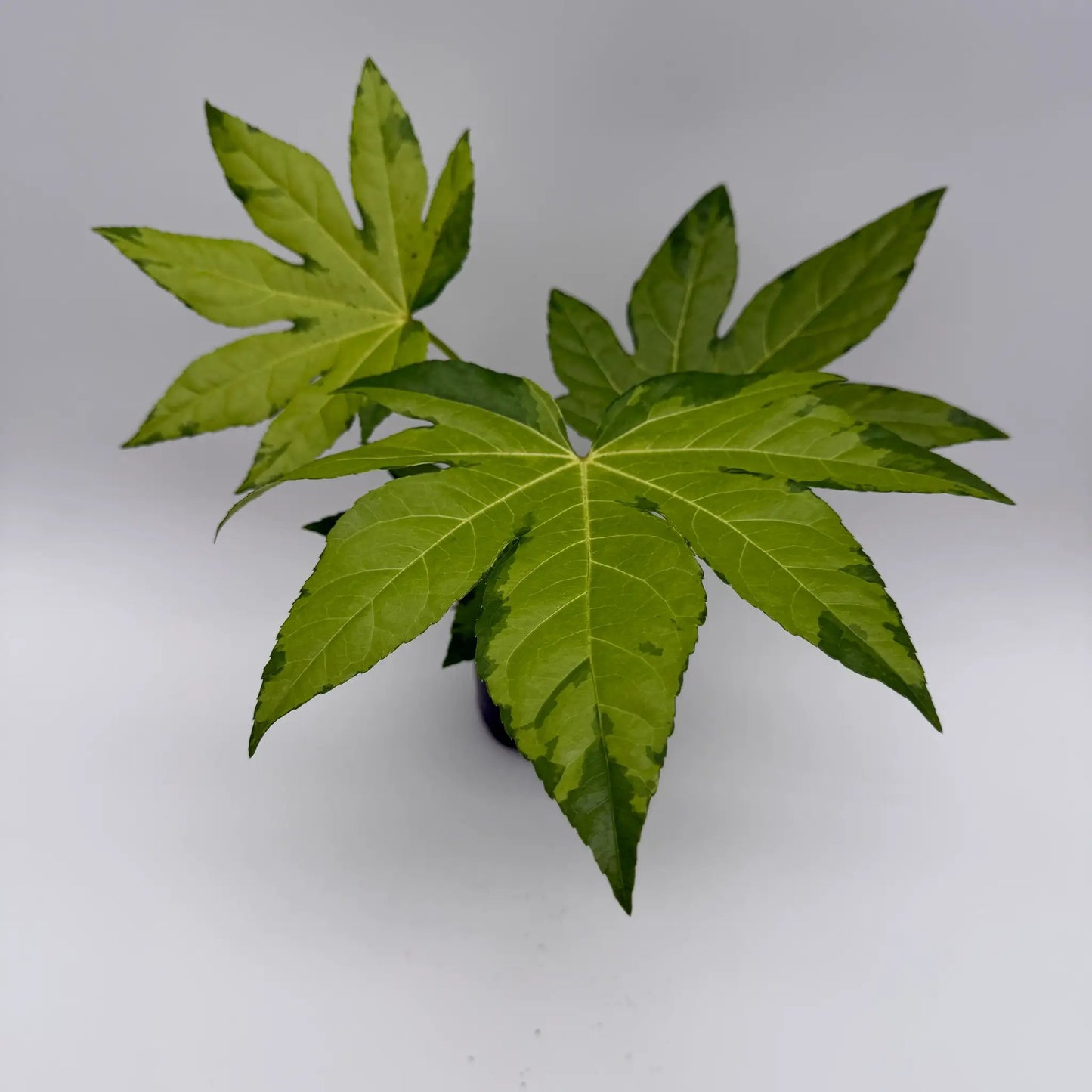 Variegated Fatsia Japonica Camouflage Plant