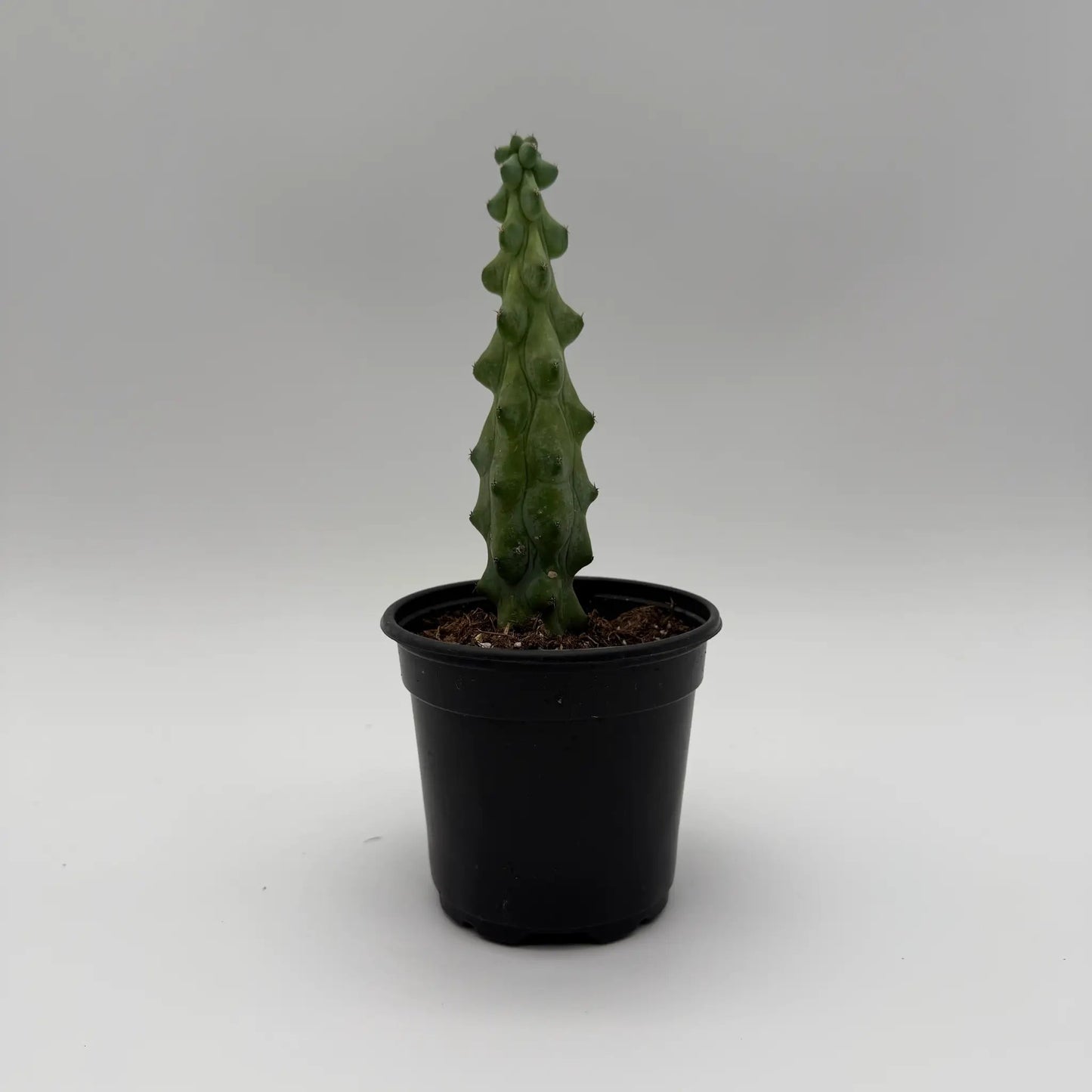 Boobie Cactus Myrtillocactus geometrizans in a black pot with a tall, ribbed green stem on Tampa Home & Garden Store