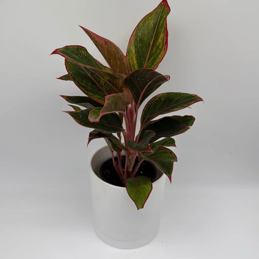 Aglaonema Siam Aurora Red variegated plant with pink-edged green leaves in white pot on Tampa Home & Garden Store