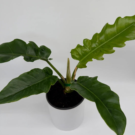 Philodendron Jungle Boogie plant with lush lobed green leaves in pot RUNOPLANTS potted houseplant on Tampa Home & Garden Store