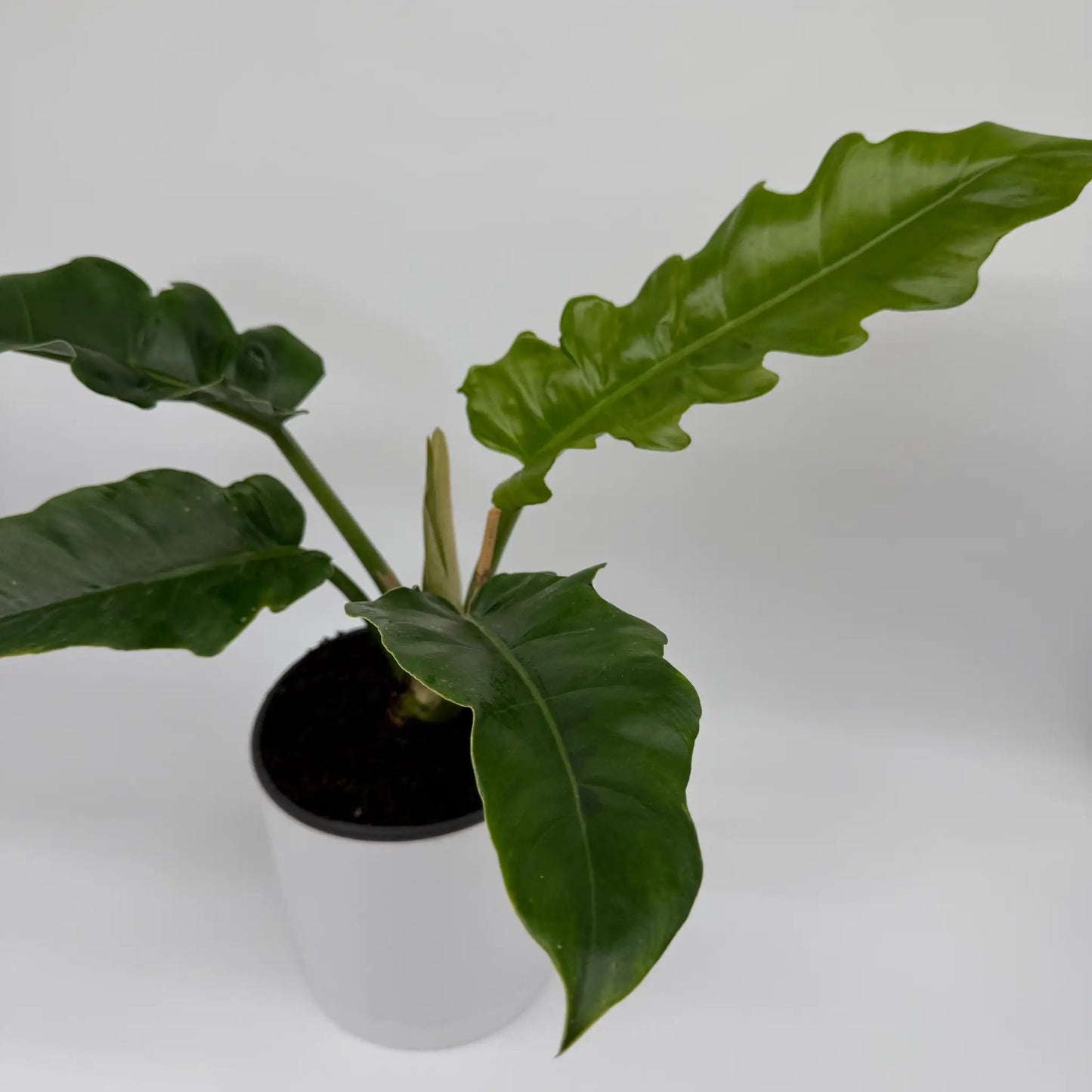 Philodendron Jungle Boogie plant with glossy green leaves in a white pot, potted houseplant on Tampa Home & Garden Store