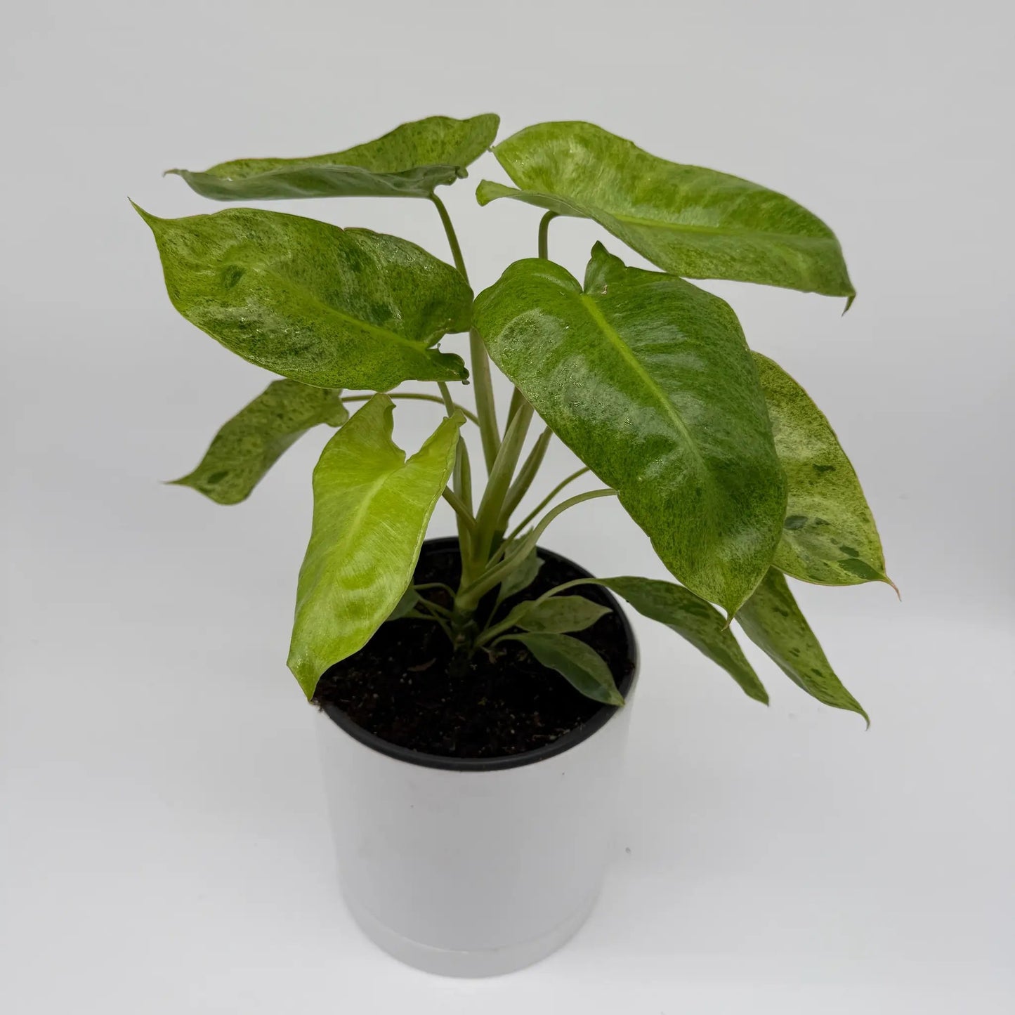 Philodendron Paraiso Verde variegated leaves potted plant with black pot RUNOPLANTS on Tampa Home & Garden Store