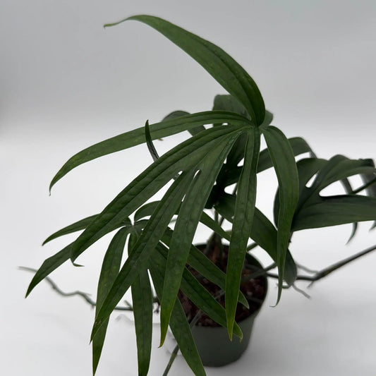 Rare Amydrium Zippelianum Green plant with slender lanceolate leaves in a pot on Tampa Home & Garden Store
