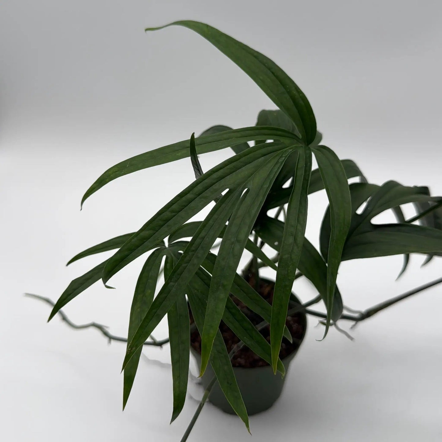 Amydrium Zippelianum 'Green' - Tampa Home & Garden Store