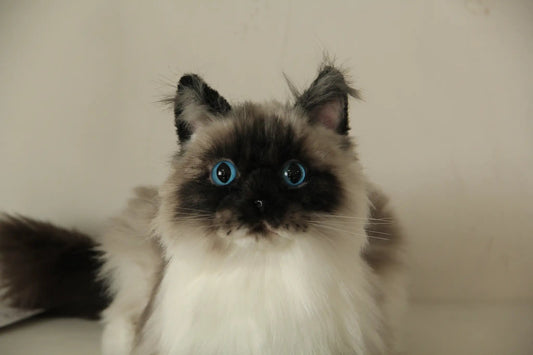 Plush Siamese Cat longhair weighted memorial by Chongker; gray and white fur with blue eyes on Tampa Home & Garden Store