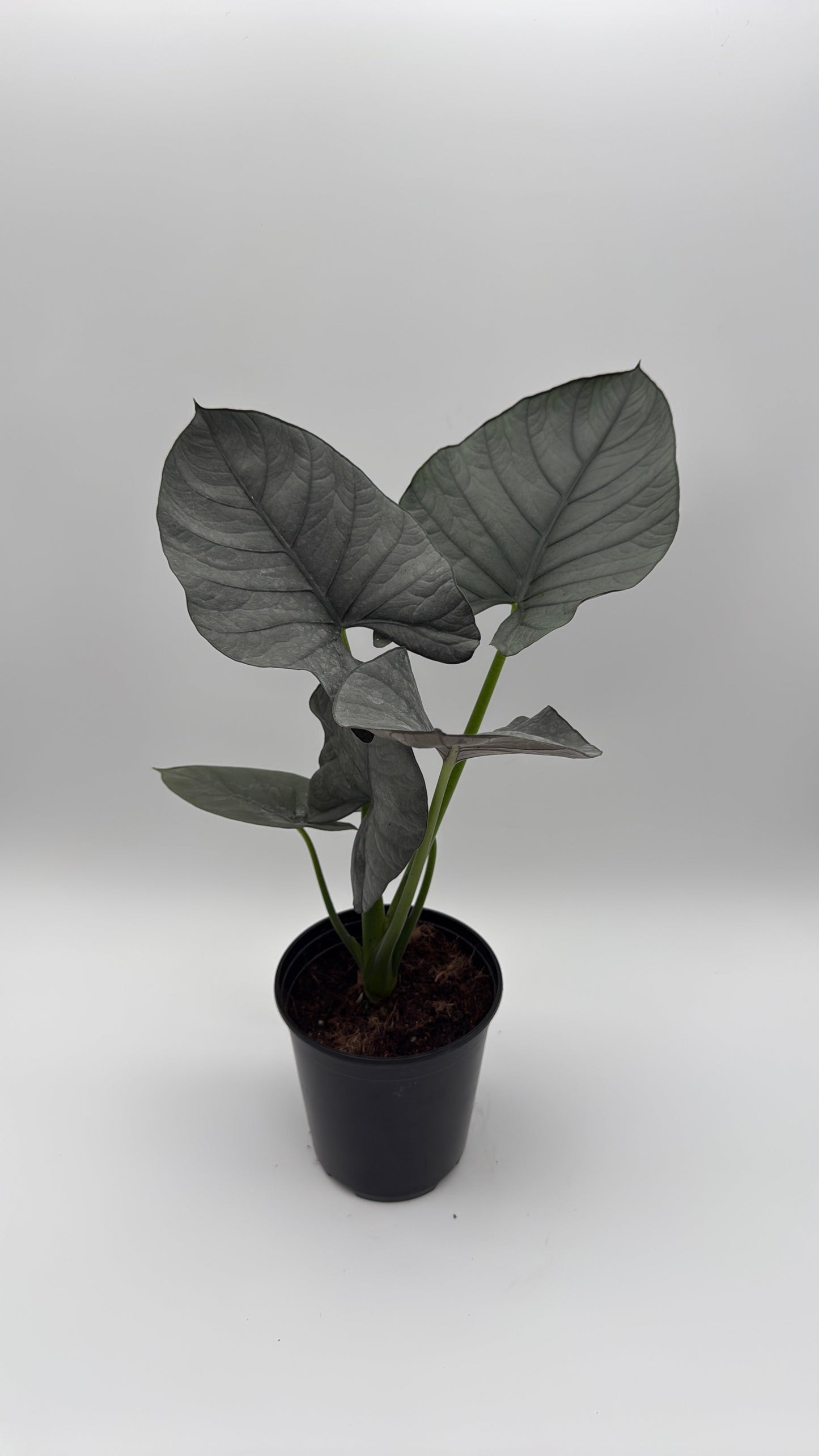 Alocasia Reginae