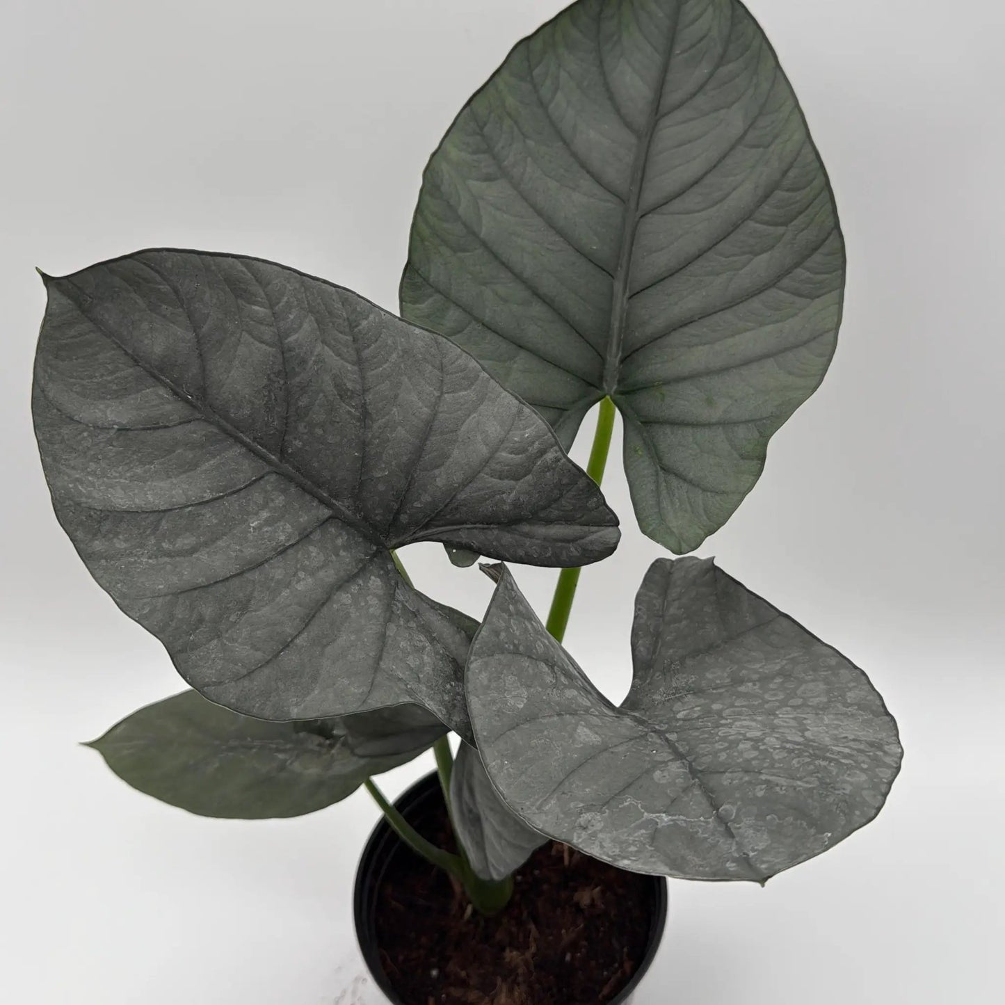 Alocasia Reginae Jewel Plant dark leaves with silver veins, potted houseplant on Tampa Home & Garden Store