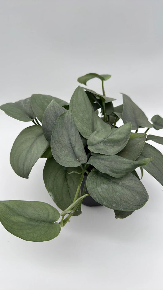 Scindapsus Silver Hero plant RUNOPLANTS with silvery-green leaves in pot on Tampa Home & Garden Store