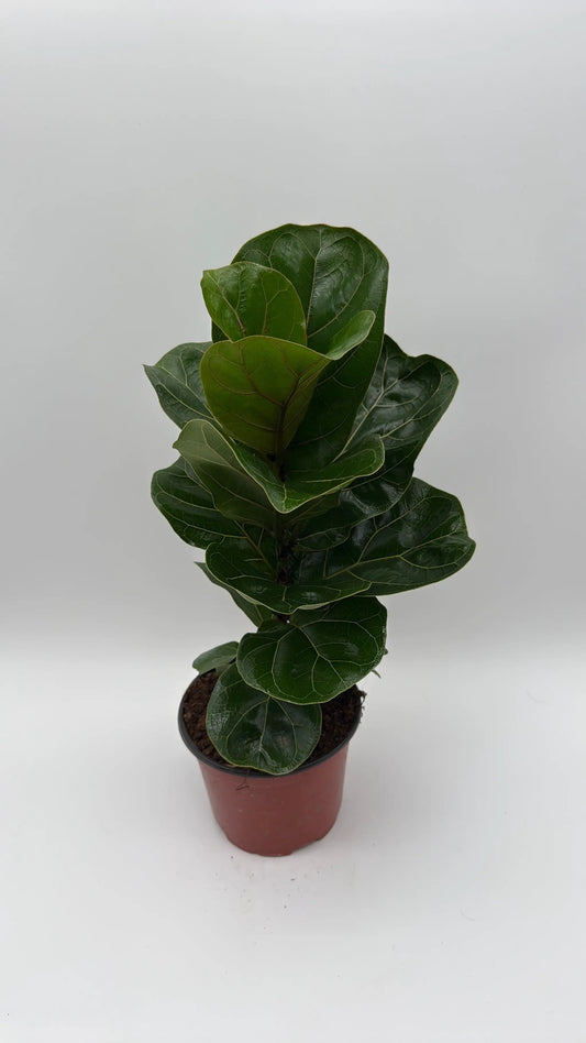 Ficus fiddle leaf fig plant 6 inch tall with glossy dark-green leaves in small pot RUNOPLANTS on Tampa Home & Garden Store