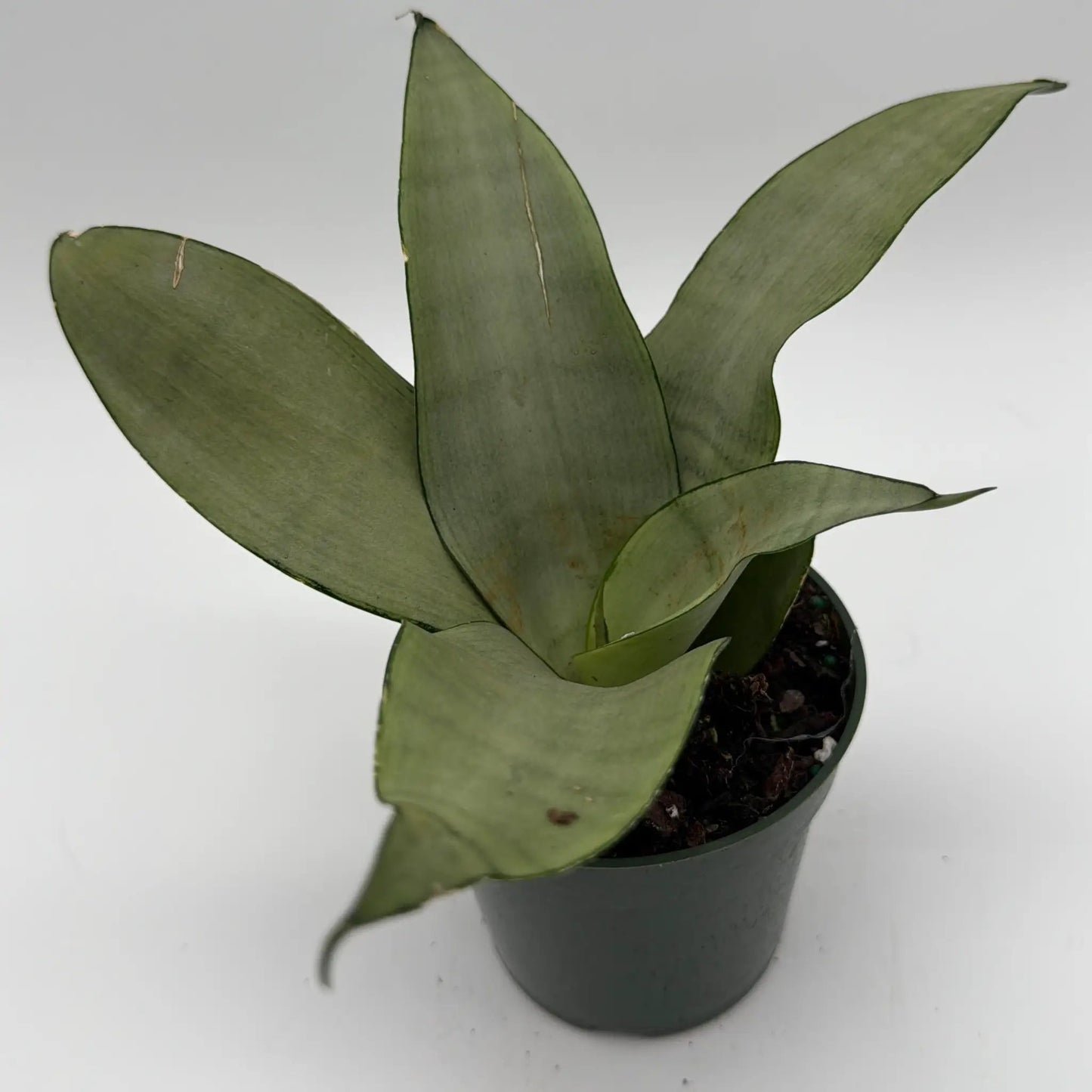 Moonshine Sansevieria Snake Plant for Modern Homes