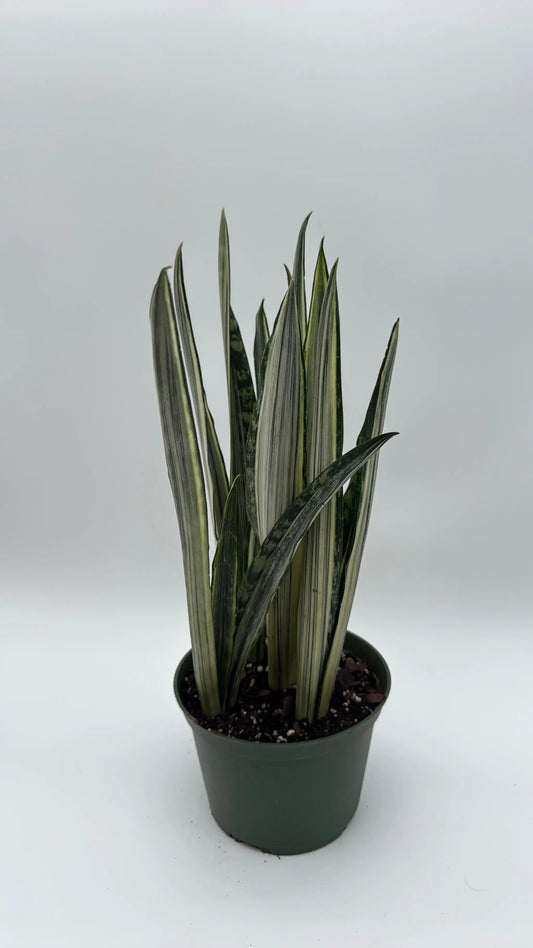 Sansevieria Bantel’s Sensation plant rare variegated snake plant in green pot RUNOPLANTS on Tampa Home & Garden Store