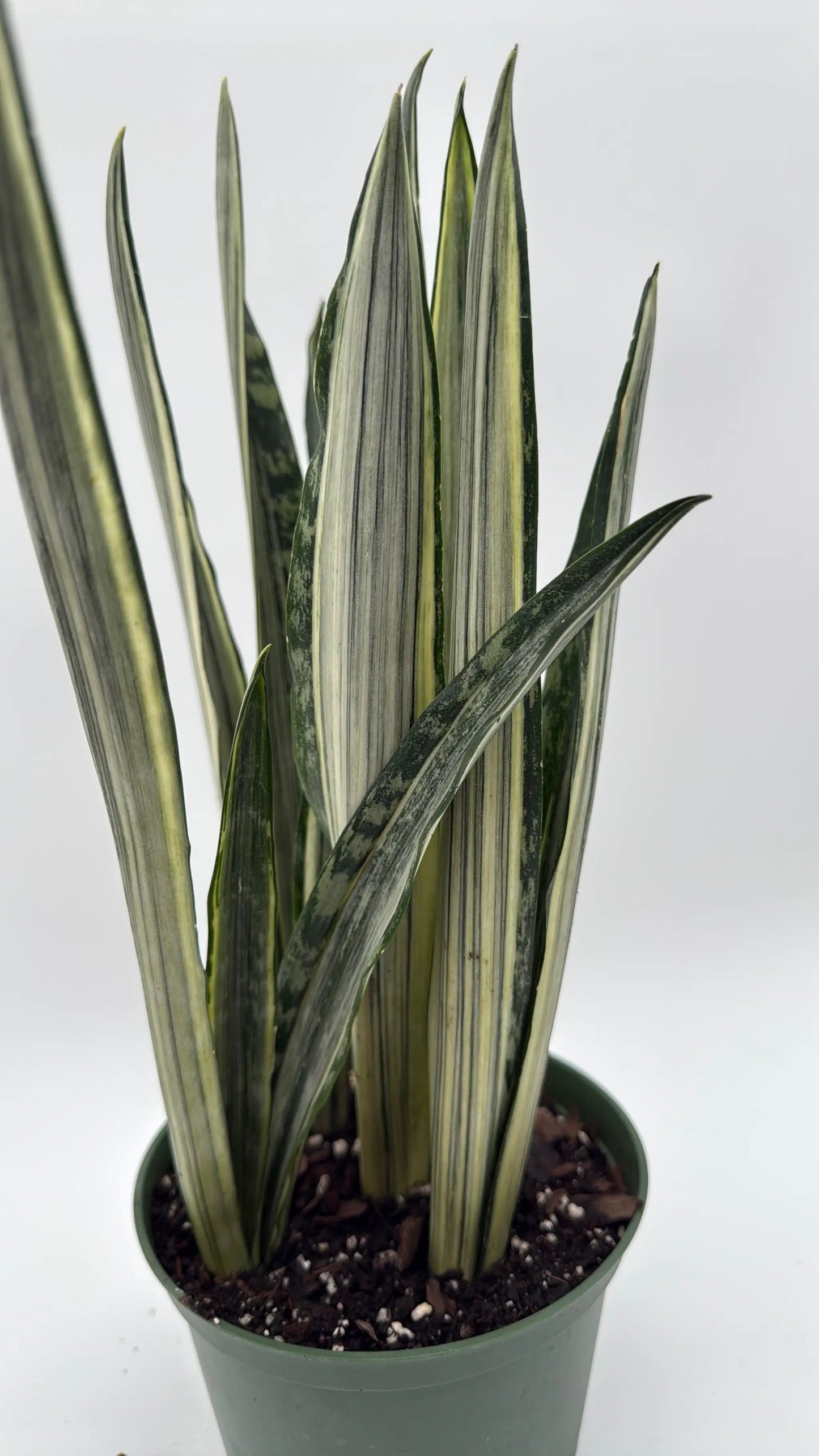 Rare Sansevieria Bantel's Sensation Plant