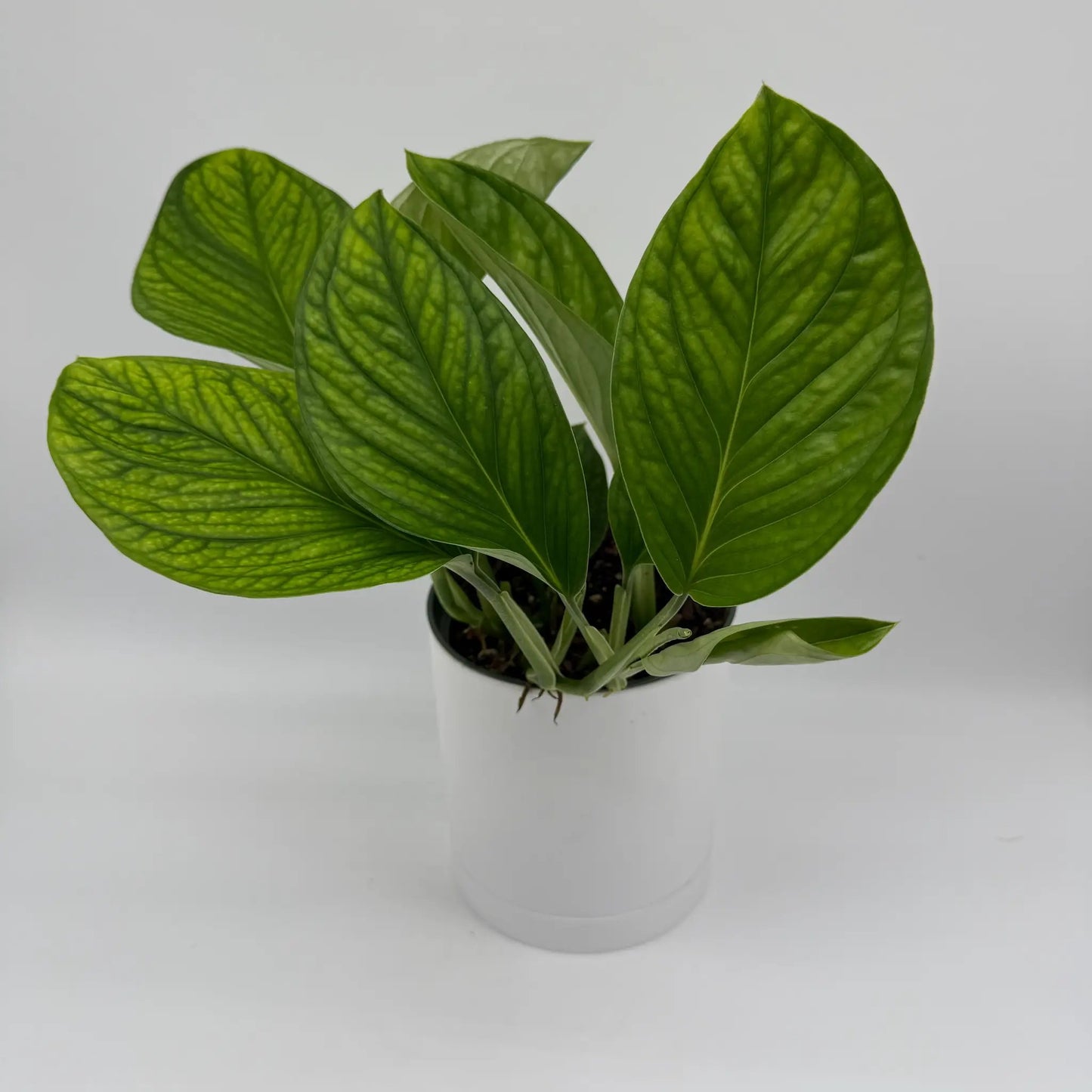 Monstera Pinnatipartita plant in a white 4-in pot with green leaves RUNOPLANTS potted houseplant on Tampa Home & Garden Store
