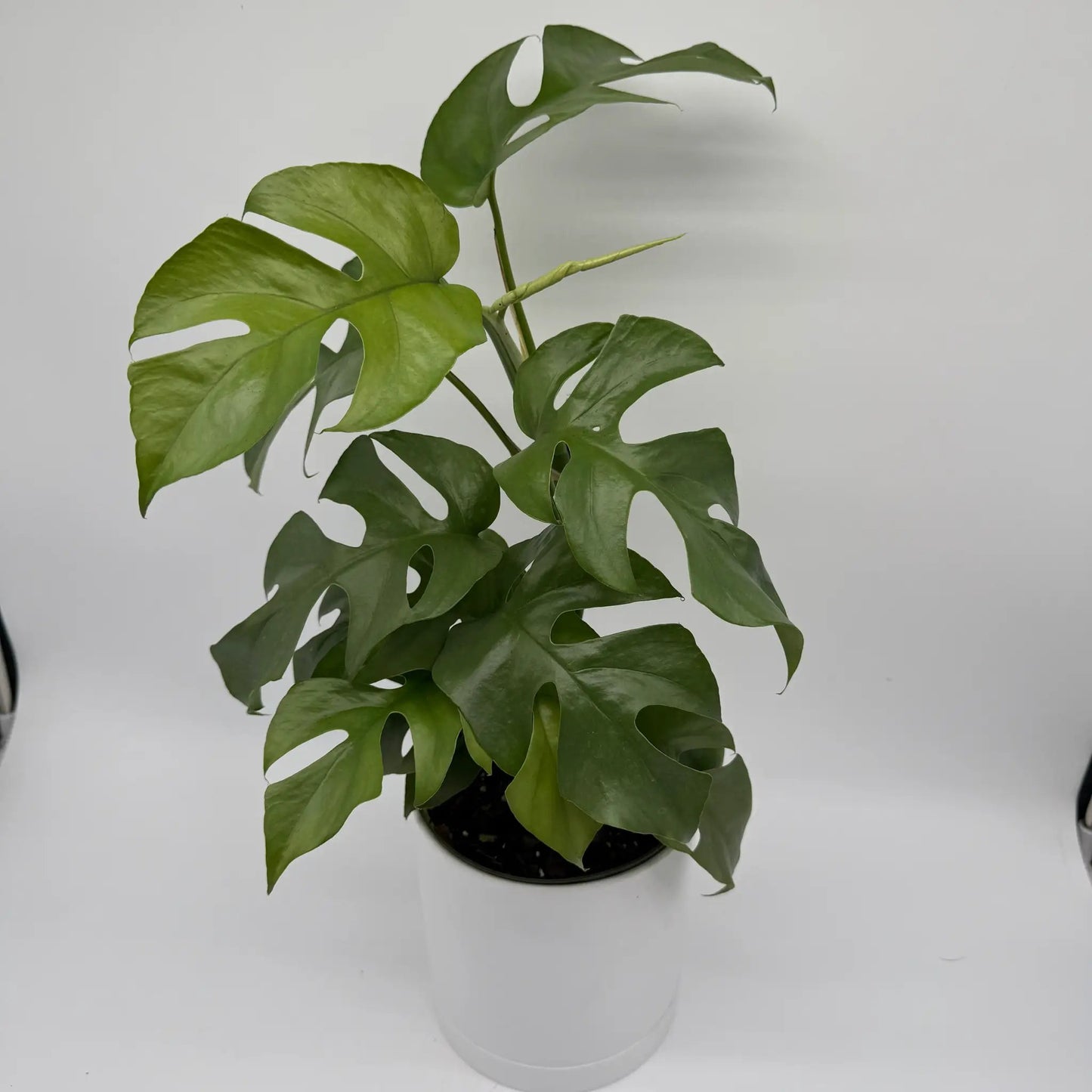 Rhaphidophora Tetrasperma Plant Mini Monstera