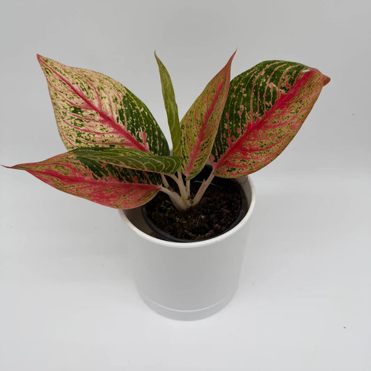 Aglaonema Pink Legacy plant with soft pink-green variegated leaves in a white pot on Tampa Home & Garden Store