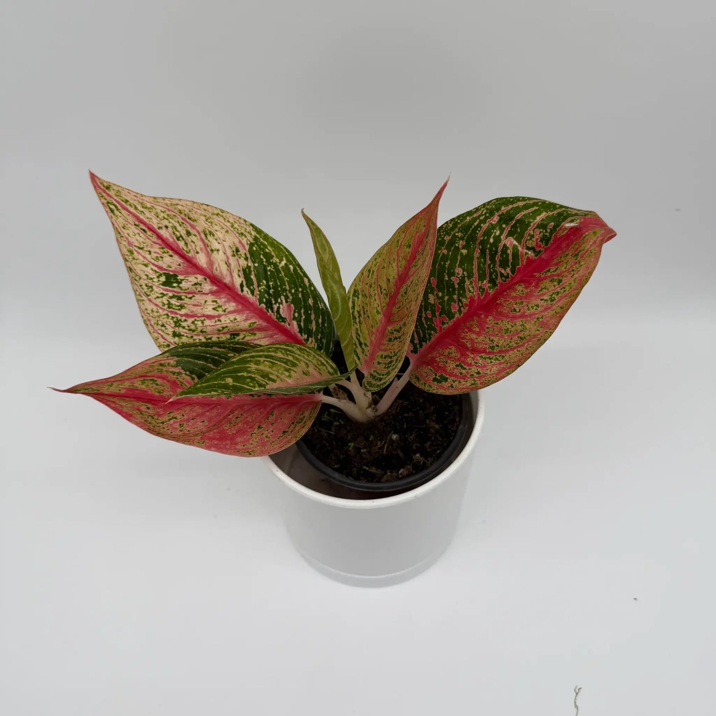 Aglaonema Pink Legacy plant with pink-green variegated leaves in a white pot RUNOPLANTS potted houseplant on Tampa Home & Garden Store