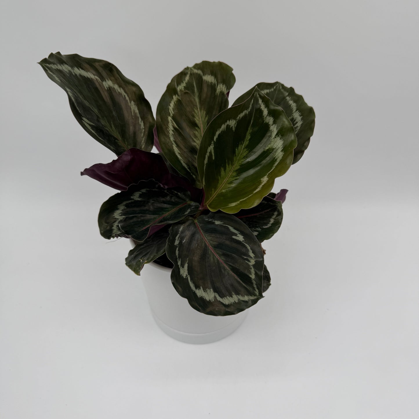 Calathea Roseopicta Medallion plant with green and cream-striped leaves in a white pot on Tampa Home & Garden Store