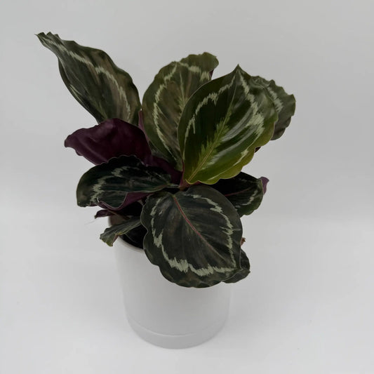 Calathea Roseopicta Medallion plant in pot; pet safe, variegated green leaves with cream bands on Tampa Home & Garden Store