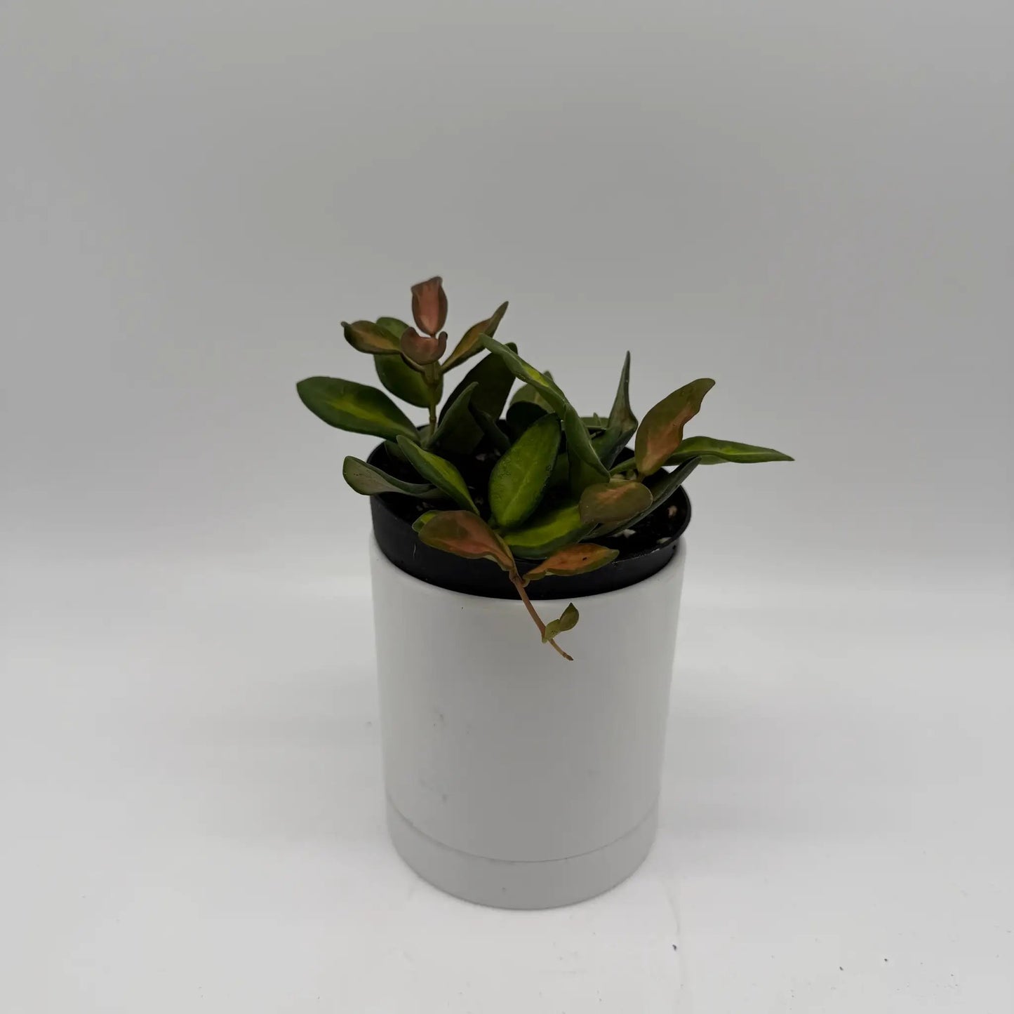 Variegated Hoya Burtoniae Plant for Hanging Decor