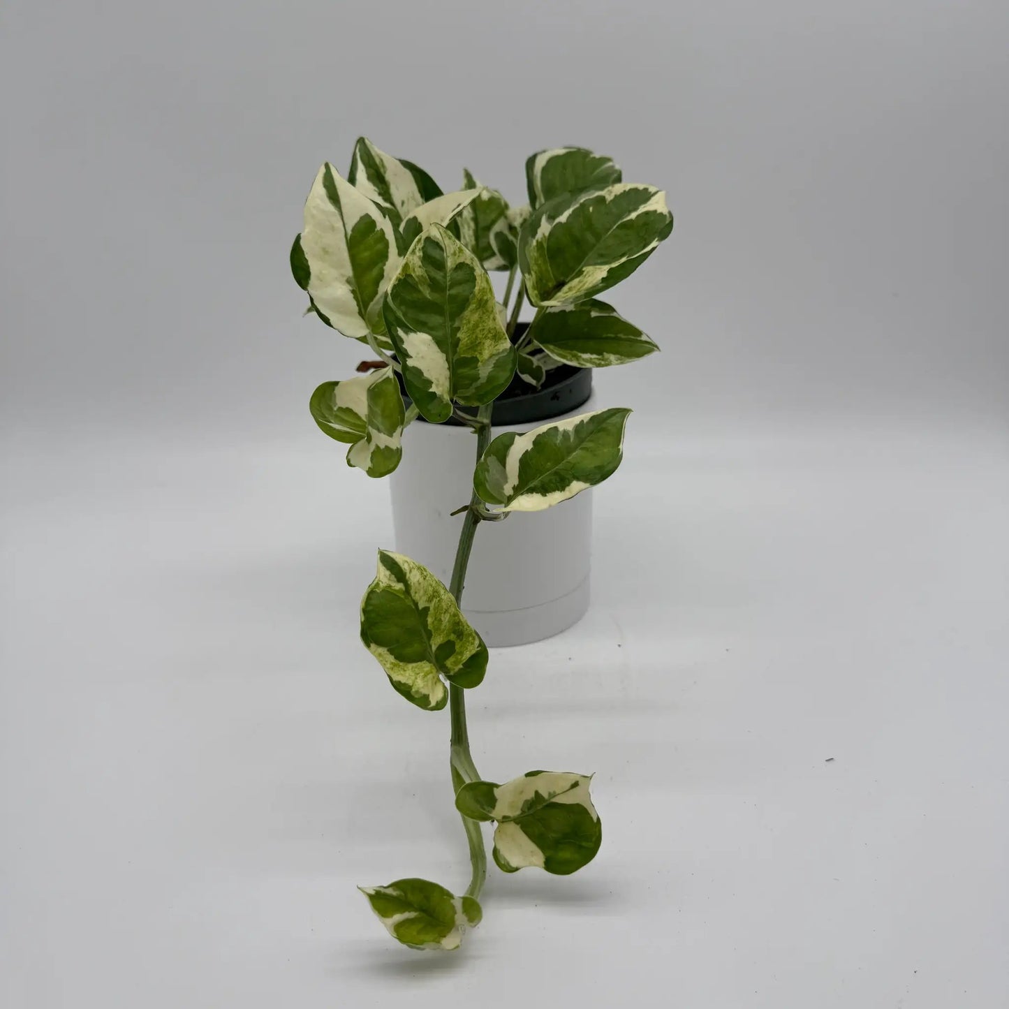 Pothos N Joy variegated indoor plant with green cream leaves in white pot RUNOPLANTS on Tampa Home & Garden Store