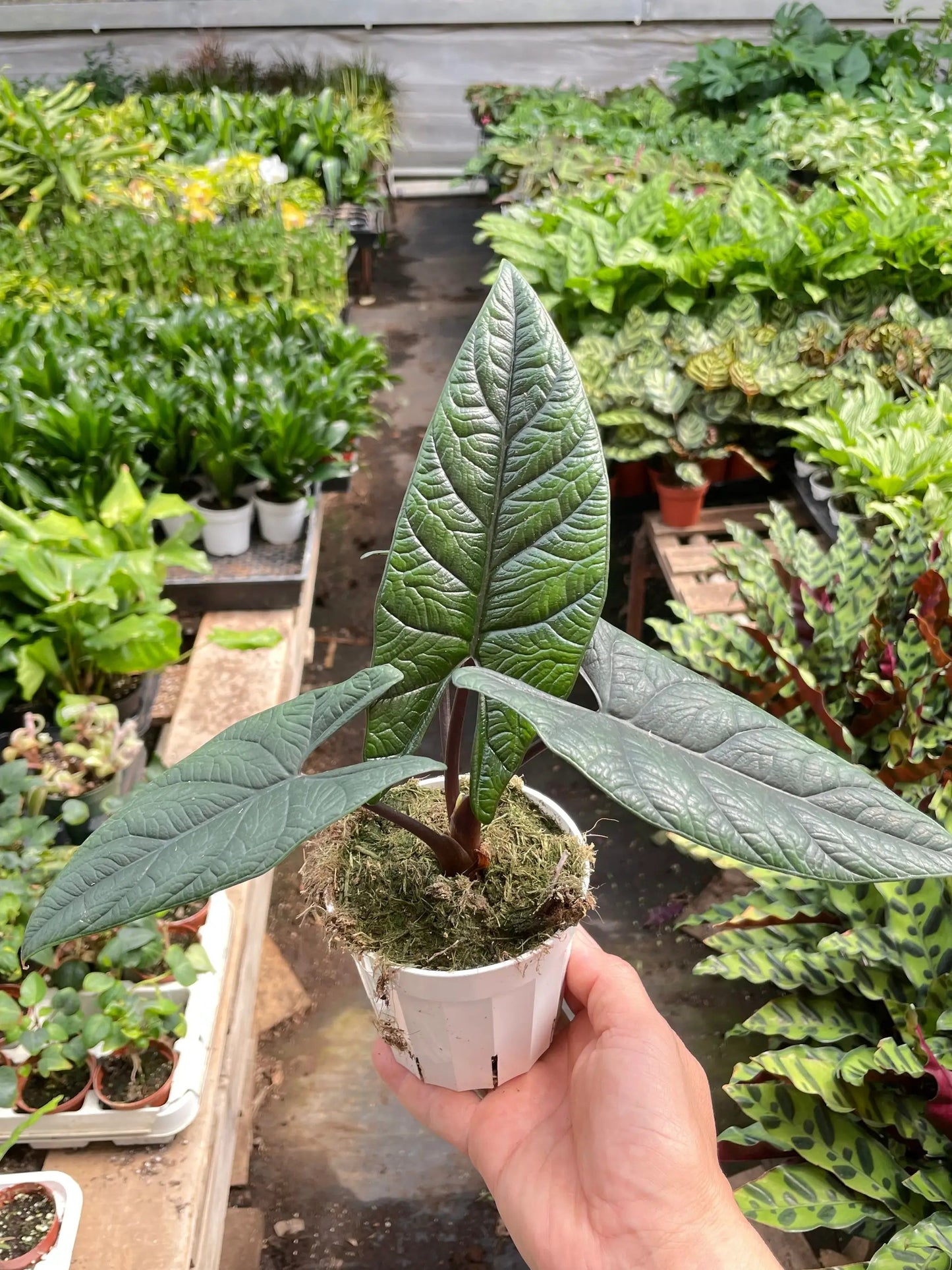 Alocasia 'Scalprum' - Tampa Home & Garden Store