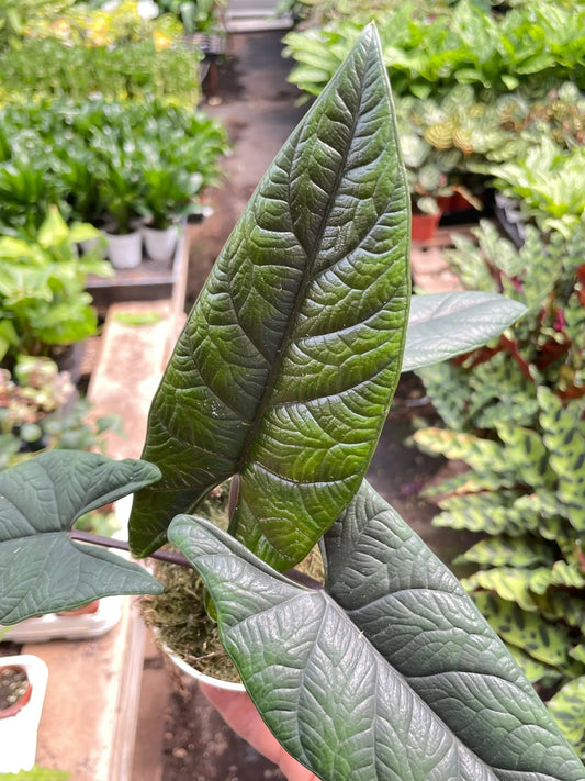 Alocasia Scalprum elephant ear plant with glossy dark green leaves and pronounced veins on Tampa Home & Garden Store
