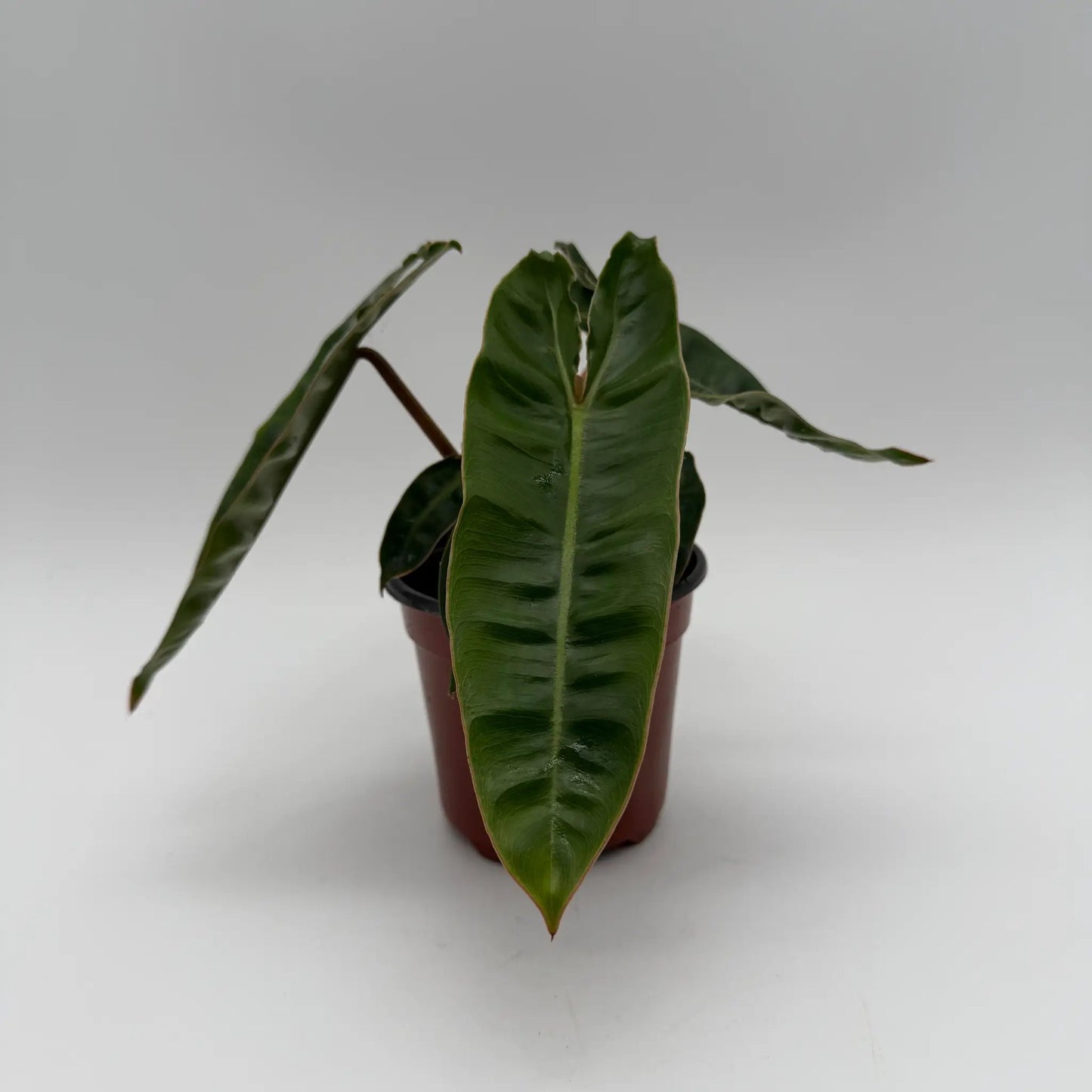Philodendron Billietiae - Tampa Home & Garden Store