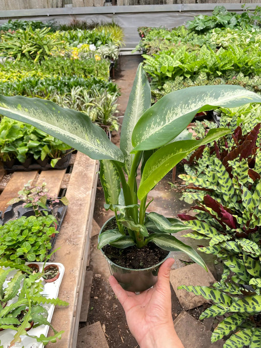 Dieffenbachia Panther indoor plant with cream variegated leaves in pot on Tampa Home & Garden Store